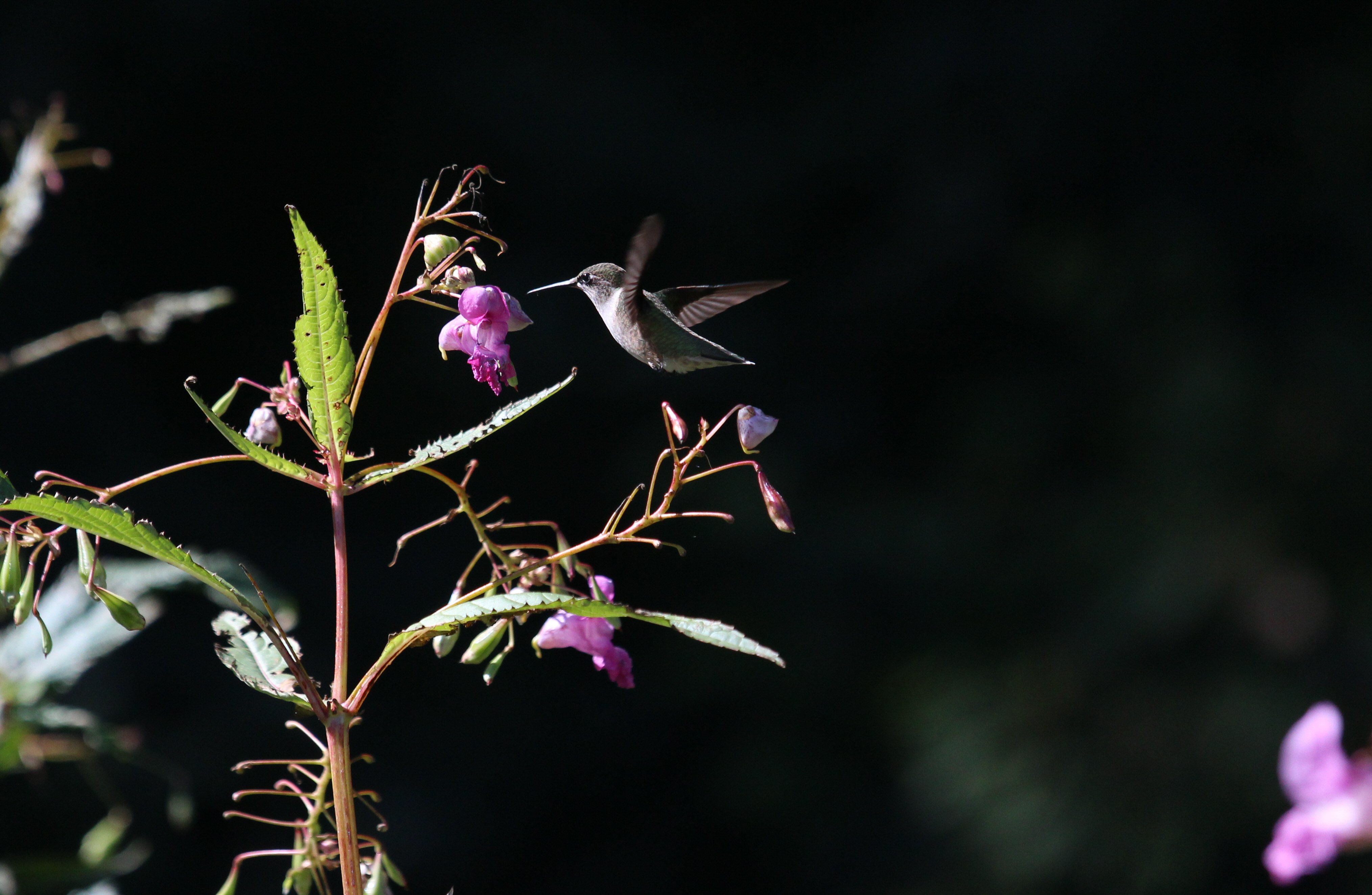 Hummingbird hovering beside purple flowers and green leaves.